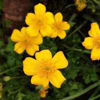 Trollius farreri farreri